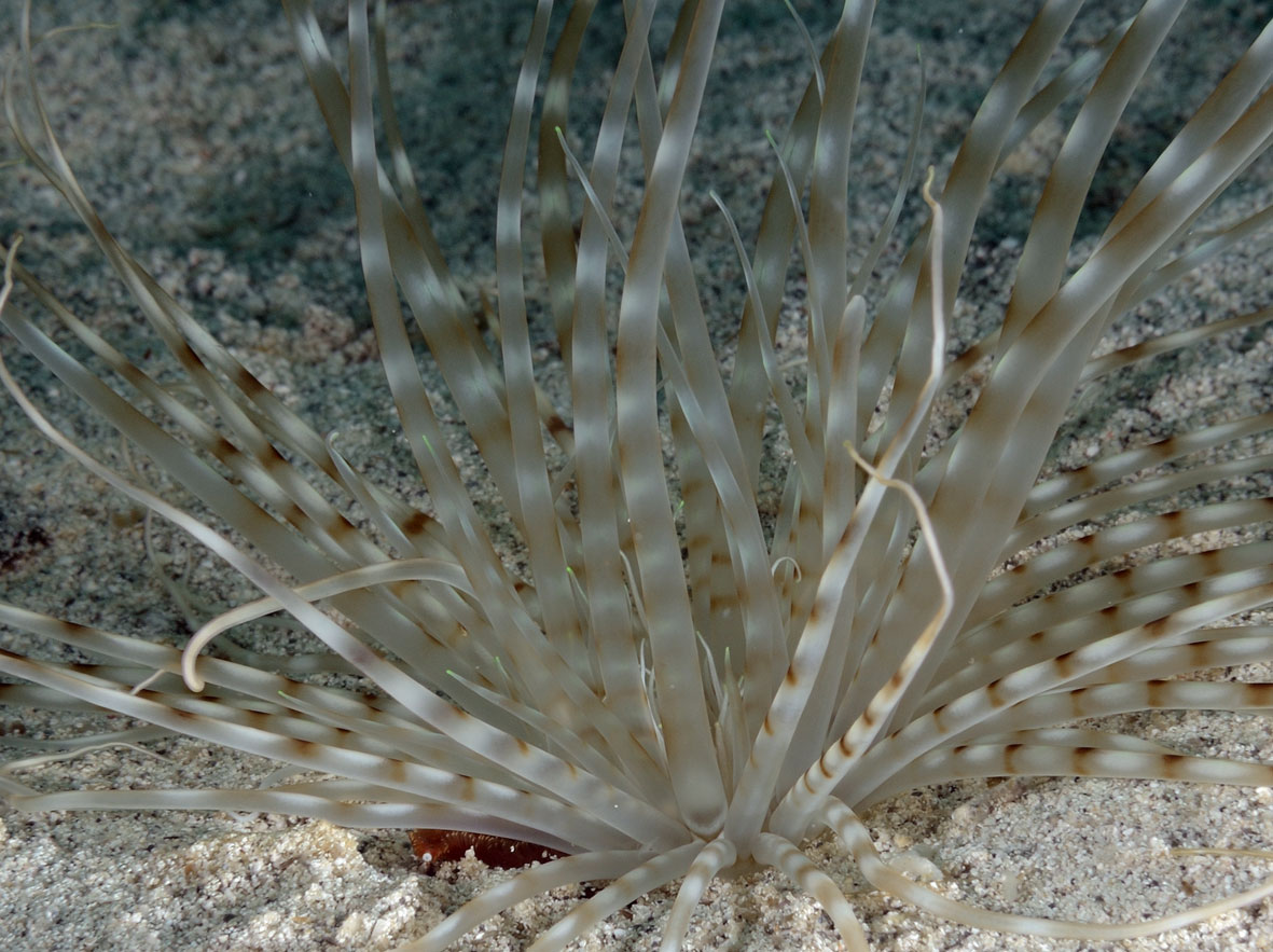 Pachycerianthus solitarius